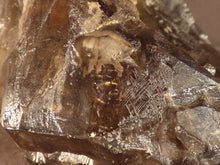 Neuschwaben Elestial Skeletal Smoky Quartz Sceptre Specimen - 100mm, 308g