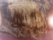 Large Madagascan Petrified Poducarpus Wood Sphere - 86mm, 855g