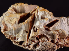 Natural Spiney Desert 'Coral' Agate - 158mm, 854g