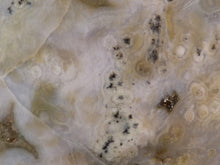 Orbicular Ocean Jasper Freeform Palm Stone - 70mm, 188g