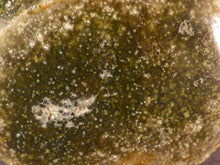 Orbicular Ocean Jasper Freeform Palm Stone - 46mm, 53g