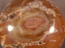 Madagascan Quartz Included Petrified Podocarpus Wood Sphere - 58mm, 388g