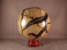 Extra Large Calcite Centered Septarian 'Dragon Stone' Geode Sphere - 117mm, 1700g