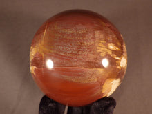 Madagascan Petrified Podocarpus Wood Sphere - 77mm, 610g
