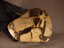 Madagascan Polished Septarian 'Dragon Stone' Display Plate - 136mm, 358g