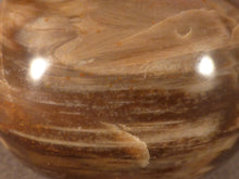 Madagascan Petrified Podocarpus Wood Freeform Palm Stone - 48mm, 148g