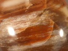 Madagascan Petrified Podocarpus Wood Freeform Palm Stone - 51mm, 138g