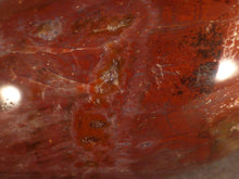 Madagascan Petrified Podocarpus Wood Freeform Palm Stone - 54mm, 122g