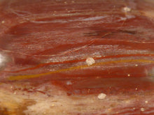 Madagascan Petrified Podocarpus Wood Freeform Palm Stone - 58mm, 116g