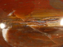 Madagascan Petrified Podocarpus Wood Freeform Palm Stone - 46mm, 105g