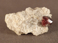 Namibian Natural Red Pyrope Garnet in Quartz Specimen - 49mm, 33g