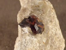 Namibian Natural Red Pyrope Garnet in Quartz Specimen - 42mm, 29g